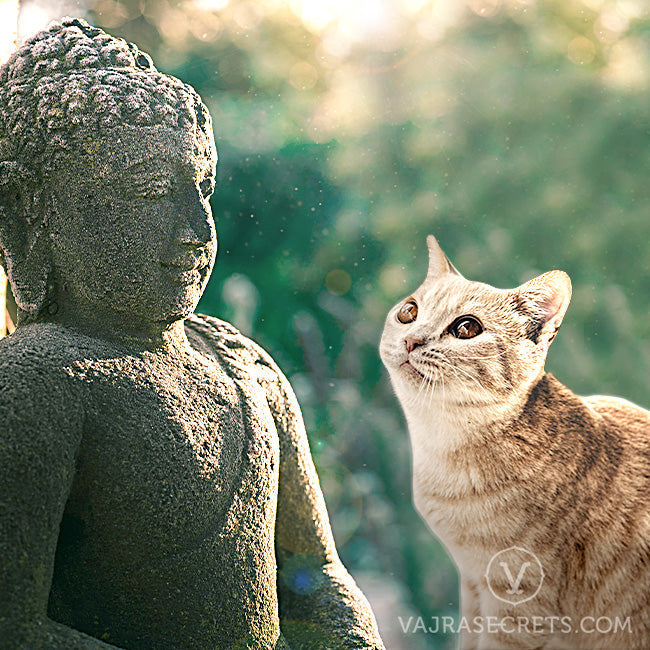 Spirituality and pets